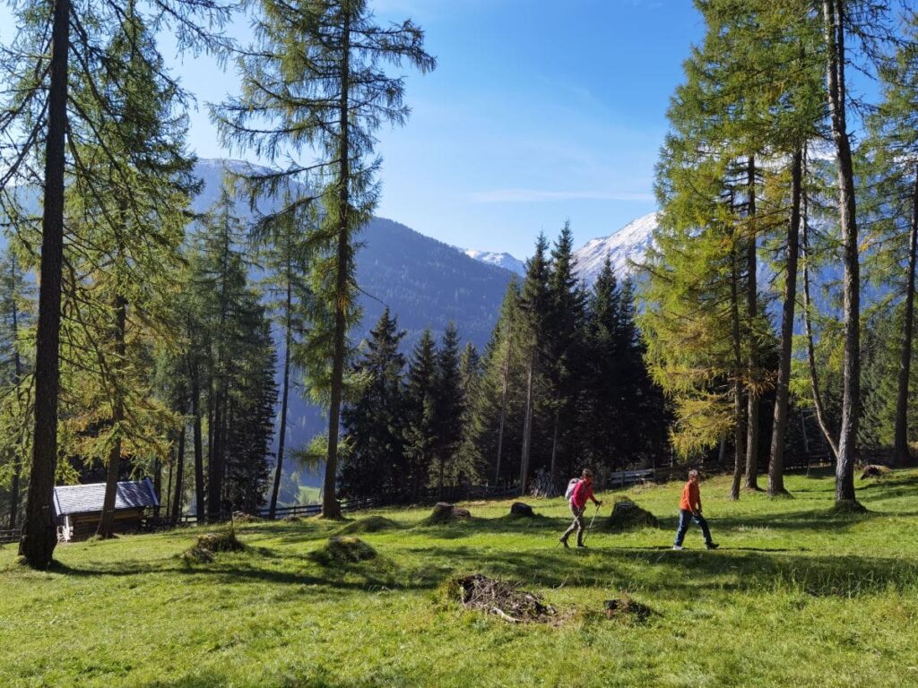 Die Lichtsee Wanderung führt durch den lichten Lärchenwald mit den Heustadeln