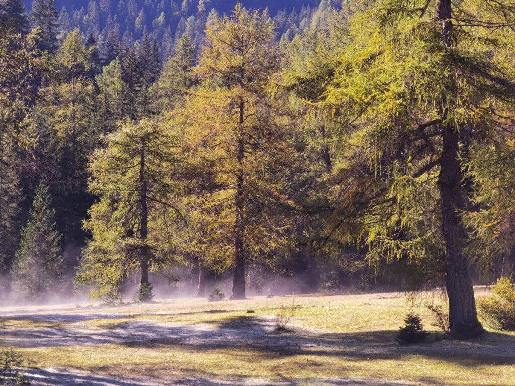 Naturjuwel Obernberg am Brenner - im Herbst ist der riesige Lärchenwald goldgelb gefärbt