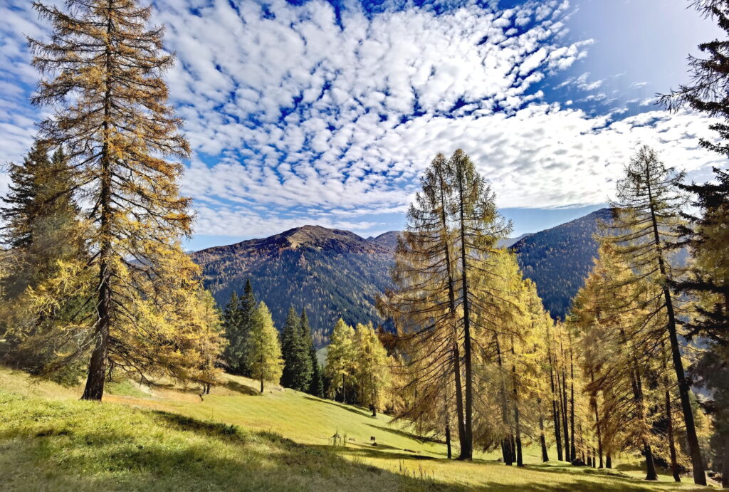 Der Lärchenwiesenweg ist besonders im Herbst zur Zeit der Färbung schön