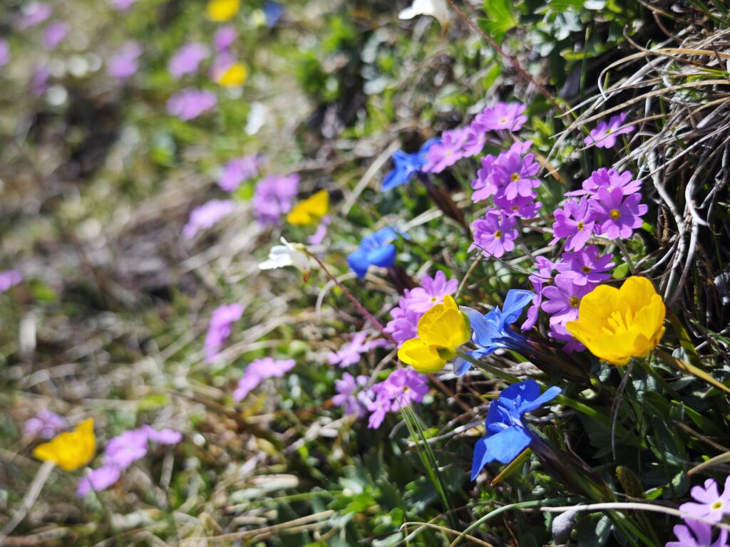Frühling bei der Rötenspitze Wanderung